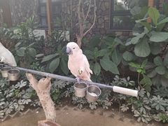 -南宫五洲植物乐园