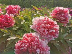 -莲花池公园