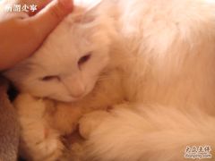 -Babycat私家御饼屋(龙头路一店)