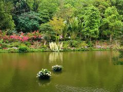 -深圳仙湖植物园