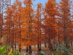-白鹭湾湿地公园