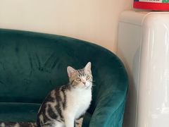 -猫大福·Fortune Cat猫舍(百子湾店)