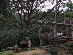 -清迈夜间动物园