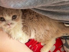 -猫大福·Fortune Cat猫舍(百子湾店)