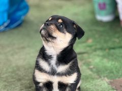 -龙大花卉苗木市场