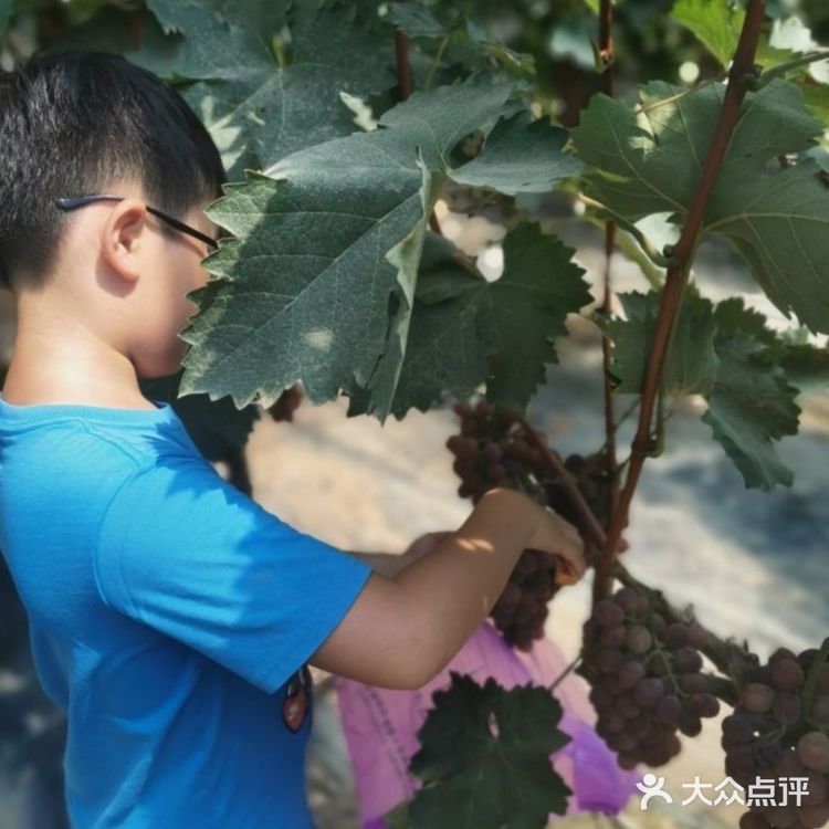 纯天然绿色~夏日带娃一起摘水果啦!