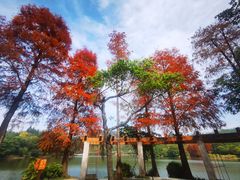 -深圳仙湖植物园