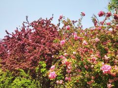 -海棠花溪(元大都城垣遗址公园)