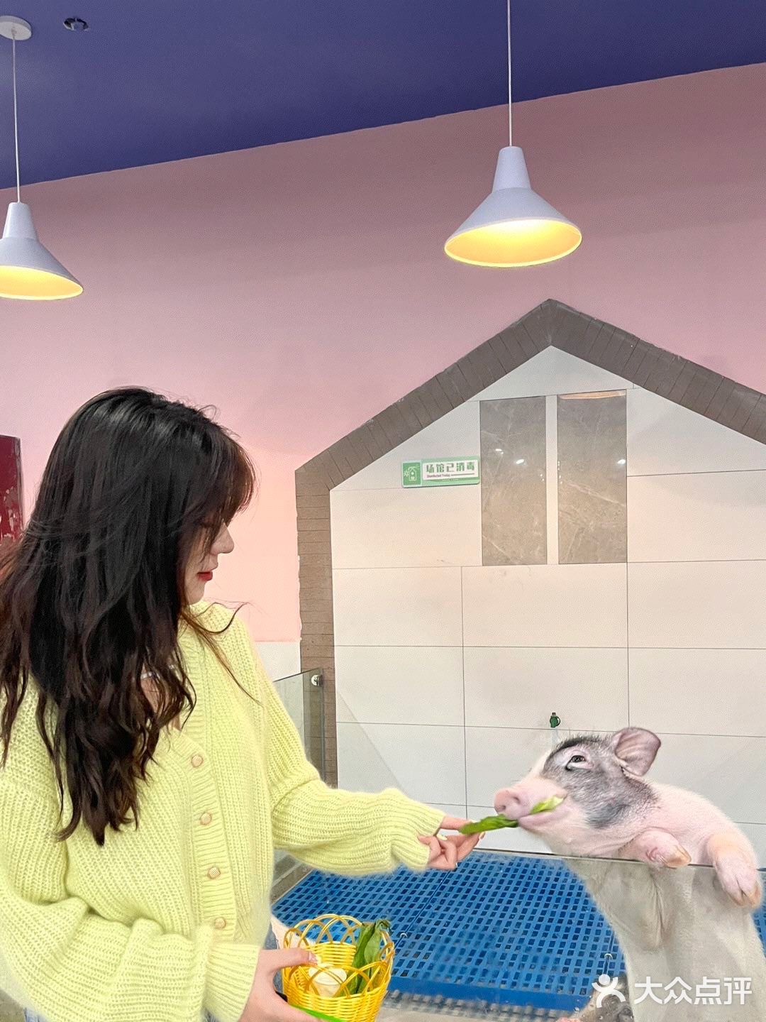 杭州探店｜超好拍的萌宠馆，一起来撸宠物了