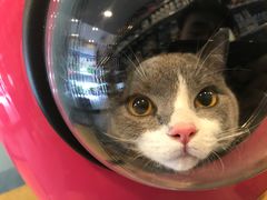 -PETKIT小佩宠物(古北店)