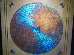 -上海昆虫博物馆