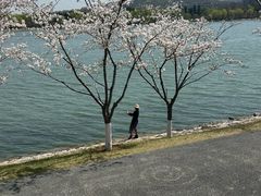 -羊山湖公园