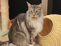 -瞄一喵猫咖(格力海岸店)