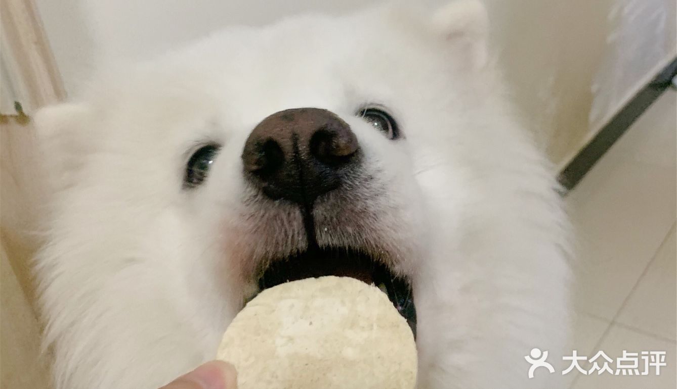 狗狗零食｜五环最近超爱这个小零食！