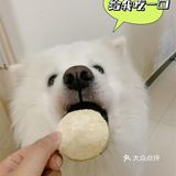 狗狗零食｜五环最近超爱这个小零食！