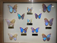 -上海昆虫博物馆