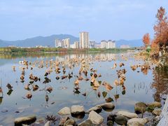 -飞来湖湿地公园