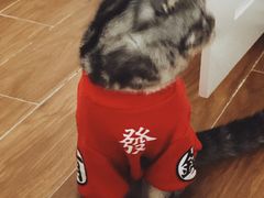 -瑞鹏宠物医院·骨科·猫科·内科(第一中心)
