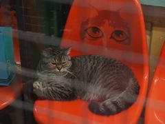 -猫咪博物馆(顶澳仔猫街店)