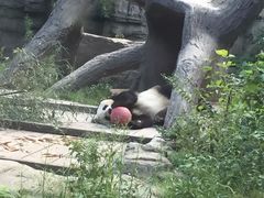 -北京动物园