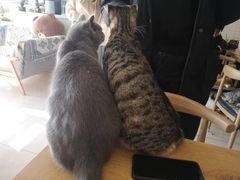 -平行世界·猫咖(首经贸店)