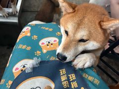 -柴犬高等学院·狗咖·柴犬售卖·宠物训练