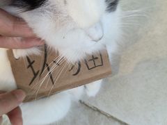 -怪兽屋·羊驼·猫咖·狗咖(俊华广场店)