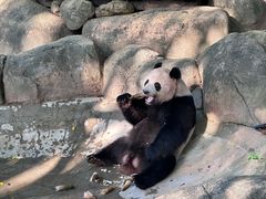 -广州长隆野生动物世界