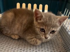 -瑞派康怡24h宠物医院·犬猫医疗中心·微创绝育(瑞景分院)