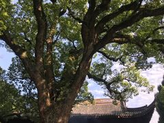 -阿育王寺