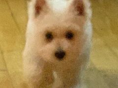 -翊宠yipet猫狗购宠庄园犬舍•猫舍