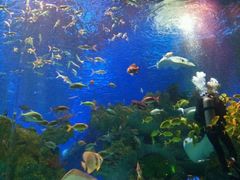 -芜湖新华联大白鲸海洋公园