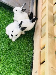 -萌宠亲子动物乐园(槐房万达店)