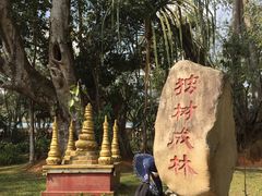 -瑞丽独树成林风景区