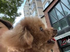 -凯瑞希宠物医院·狂犬免疫·微创·皮肤科