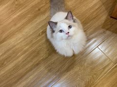 -滚猫咖啡·猫咖·猫友好撸猫(未来城店)
