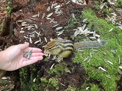 -五营红松林海景区