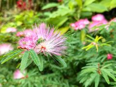 -广州白江湖森林公园