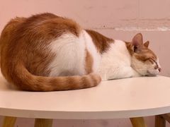 -猫咪派对(江南西店)
