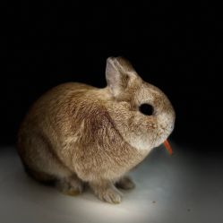 -Moni星球萌宠·小马宝莉·灵蛇·高端高阶全萌宠互动体验俱乐部(红豆国际广场店)