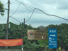 -从化深英荔枝黄皮龙眼采摘园