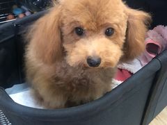 -狗不理喵子(百富路店)