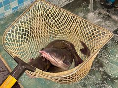 -九寨沟石锅鱼(沣峪口店)