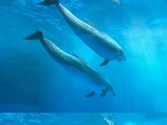 -海合安成都极地海洋公园