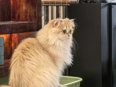 -小狗上班·狗咖·猫咖·小奶狗·摄影(南山店)