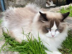 -喵屿·大理花园猫咖