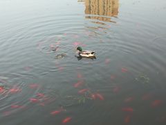 -前关湿地公园