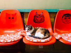 -猫咪博物馆(顶澳仔猫街店)