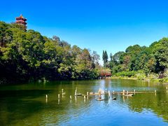 -深圳仙湖植物园