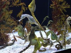 -上海海洋水族馆